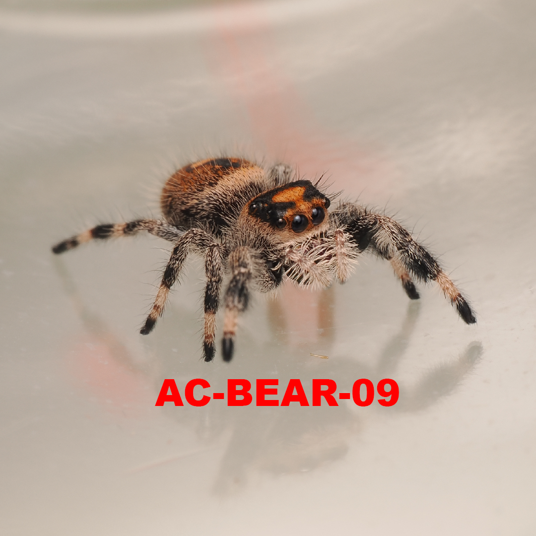 Royal (Phidippus regius) AC-BEAR-09