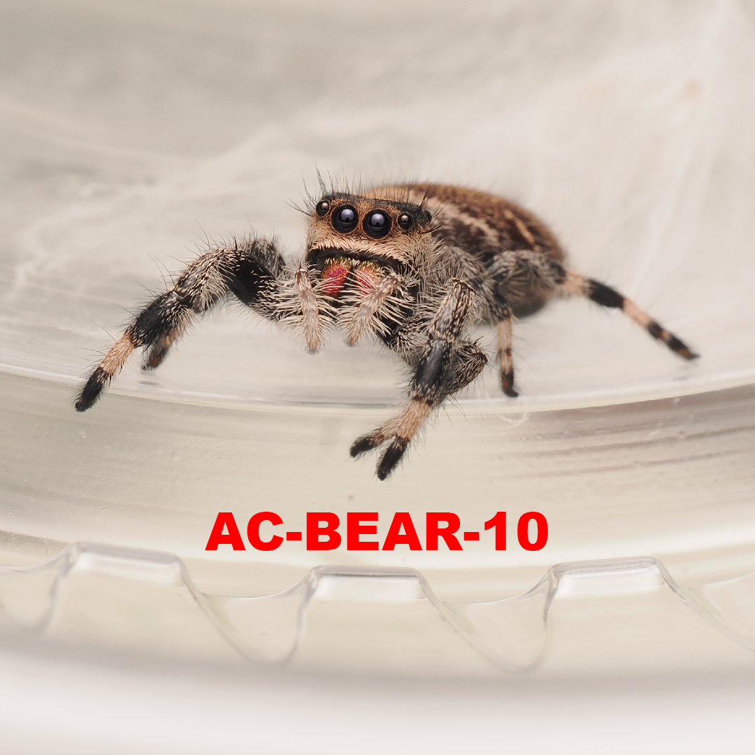 Royal (Phidippus regius) AC-BEAR-10