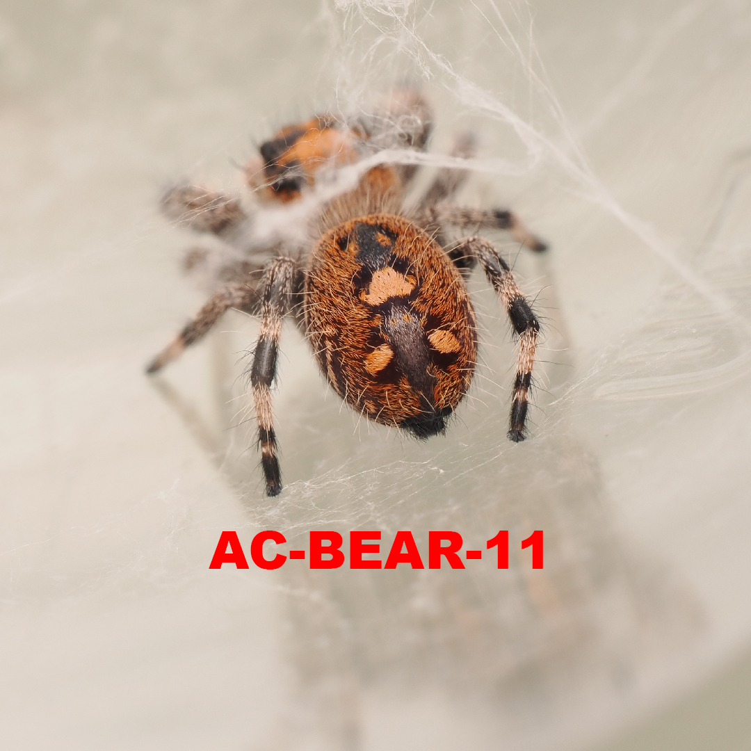 Royal (Phidippus regius) AC-BEAR-11