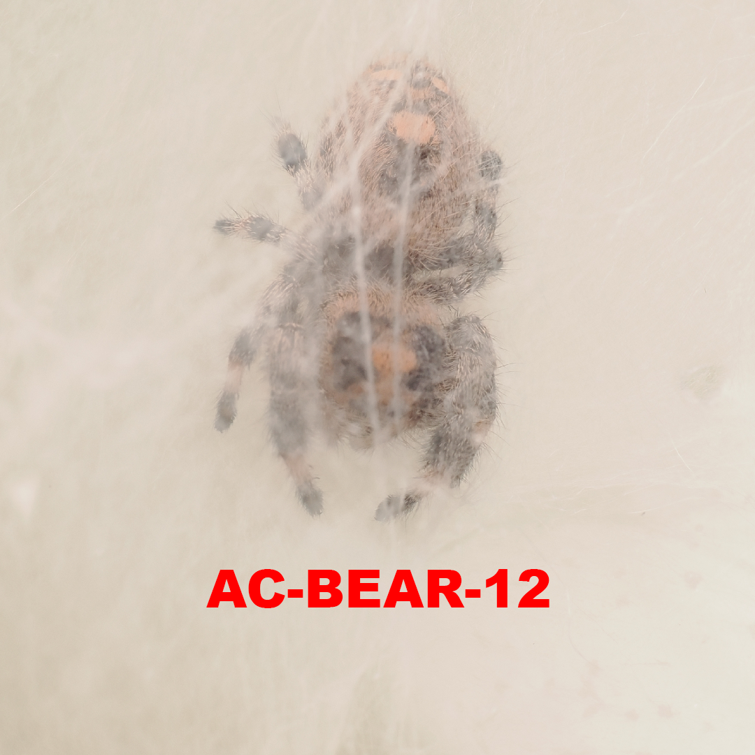 Royal (Phidippus regius) AC-BEAR-12