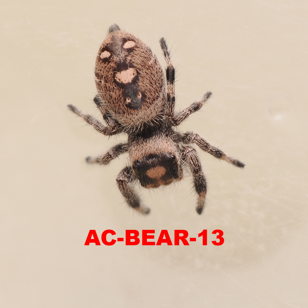 Royal (Phidippus regius) AC-BEAR-13