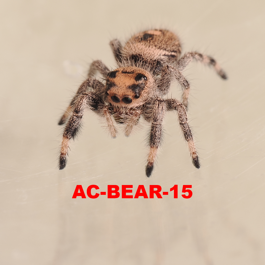 Royal (Phidippus regius) AC-BEAR-15