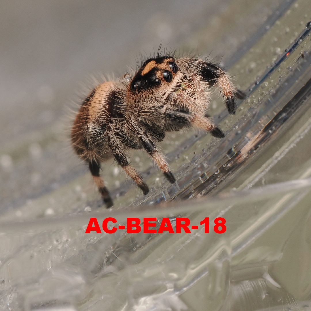 Royal (Phidippus regius) AC-BEAR-18