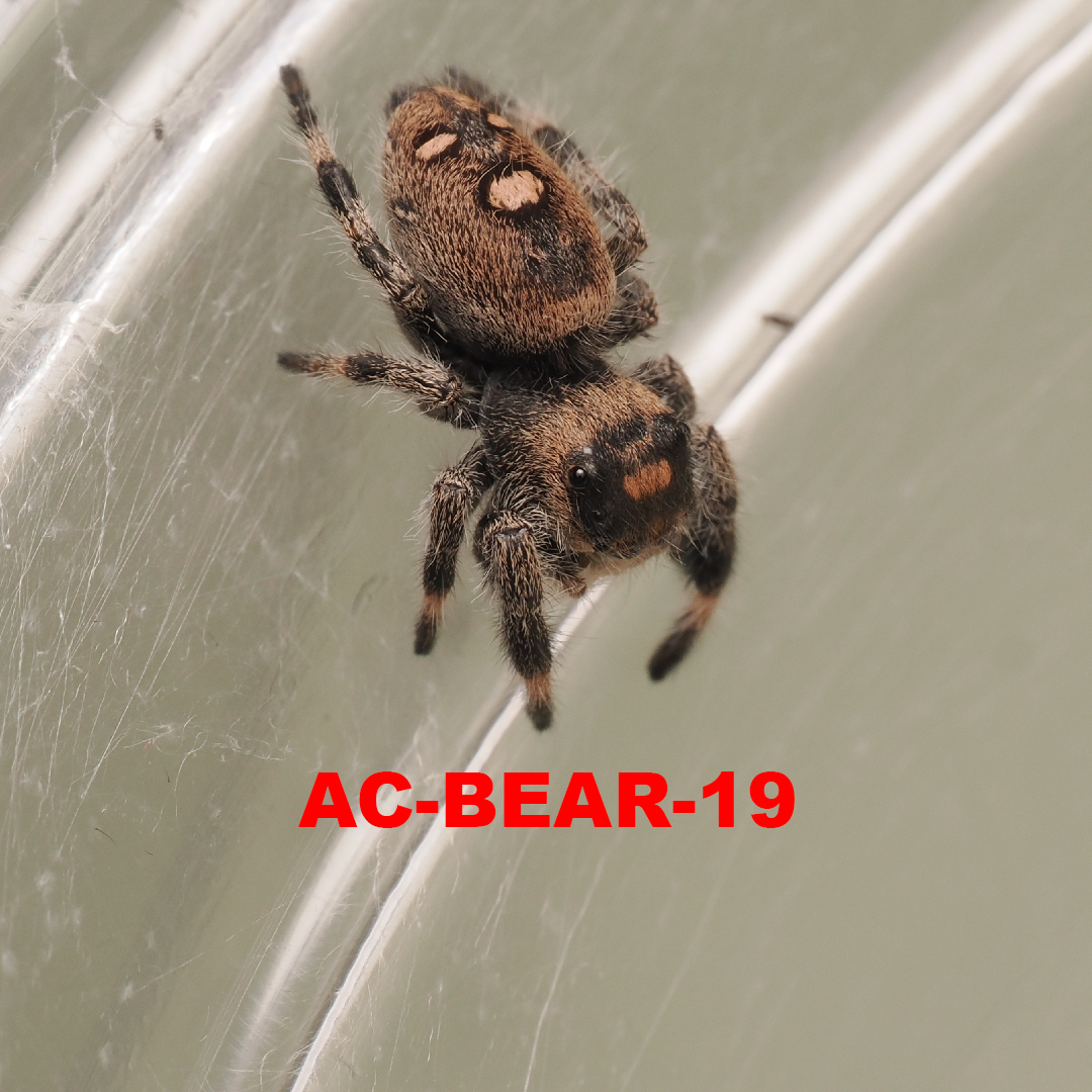 Royal (Phidippus regius) AC-BEAR-19