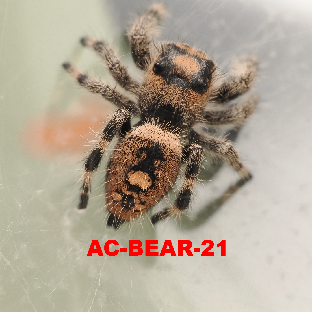 Royal (Phidippus regius) AC-BEAR-21