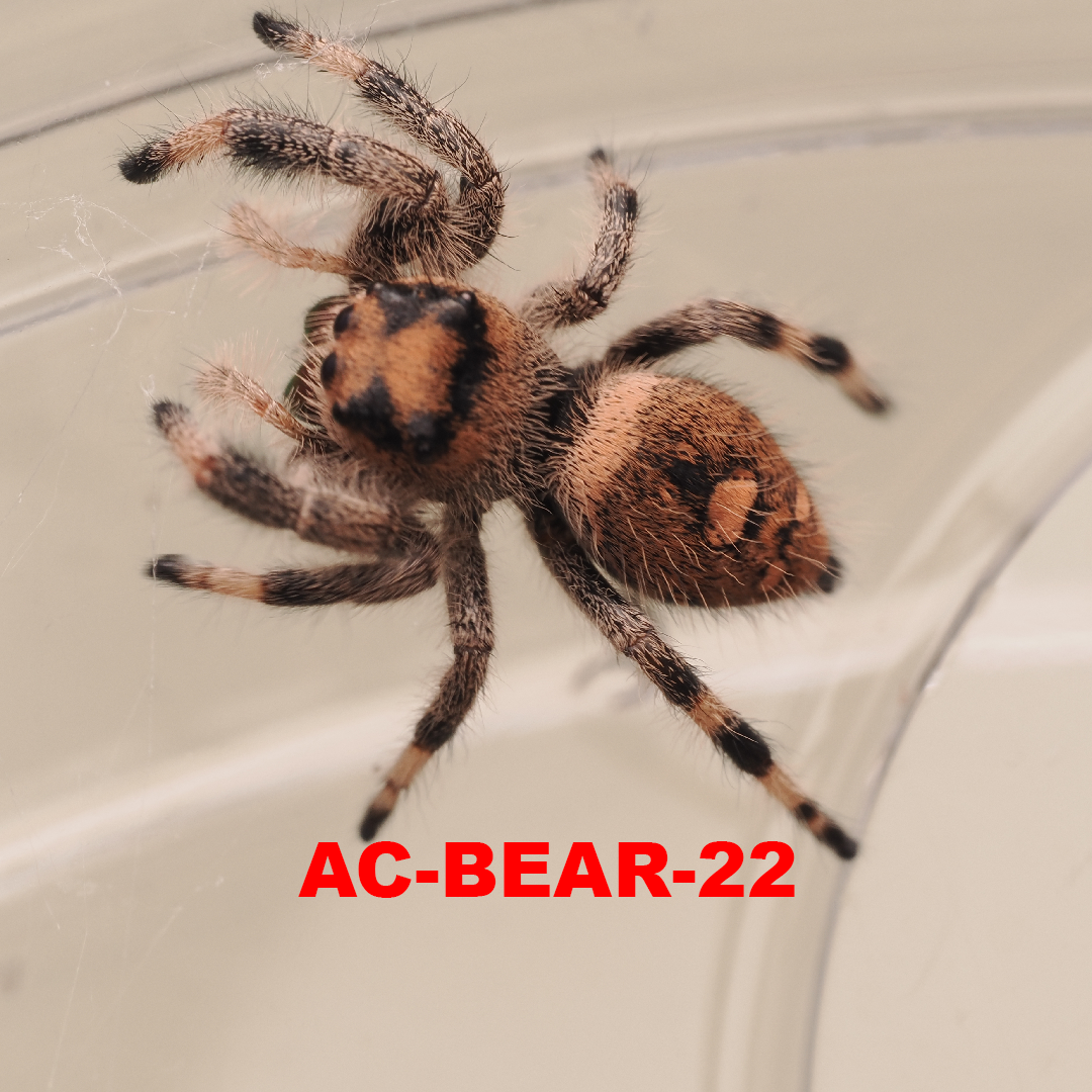 Royal (Phidippus regius) AC-BEAR-22