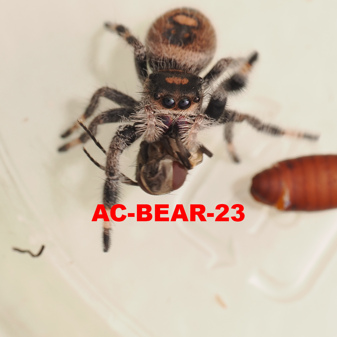 Royal (Phidippus regius) AC-BEAR-23