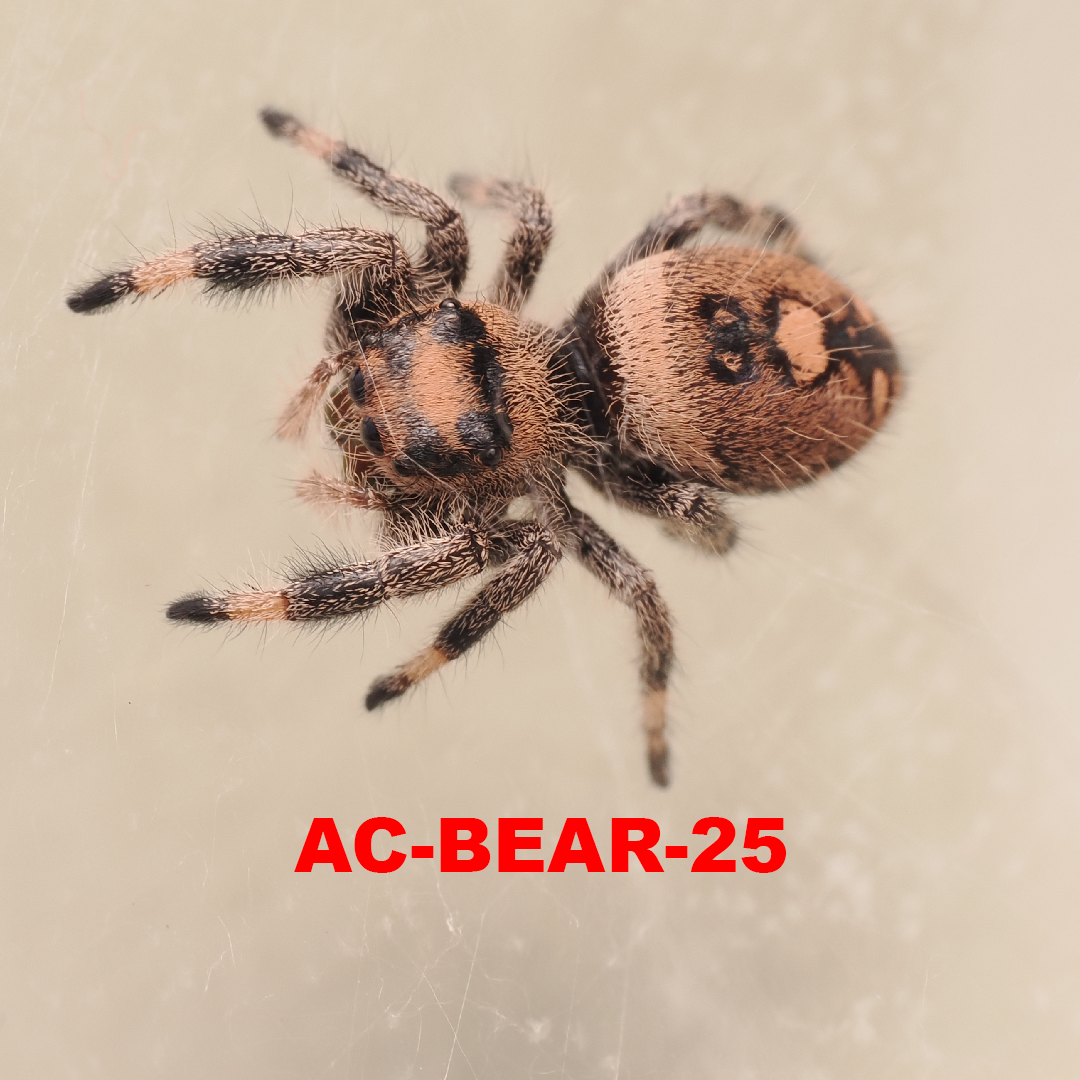 Royal (Phidippus regius) AC-BEAR-25