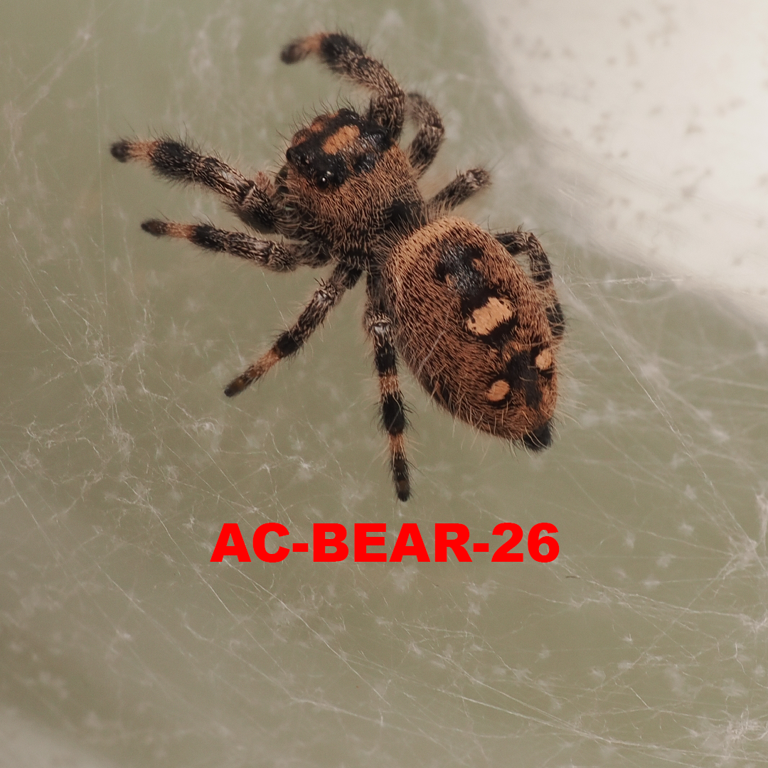 Royal (Phidippus regius) AC-BEAR-26
