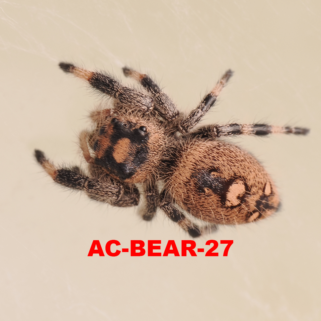 Royal (Phidippus regius) AC-BEAR-27