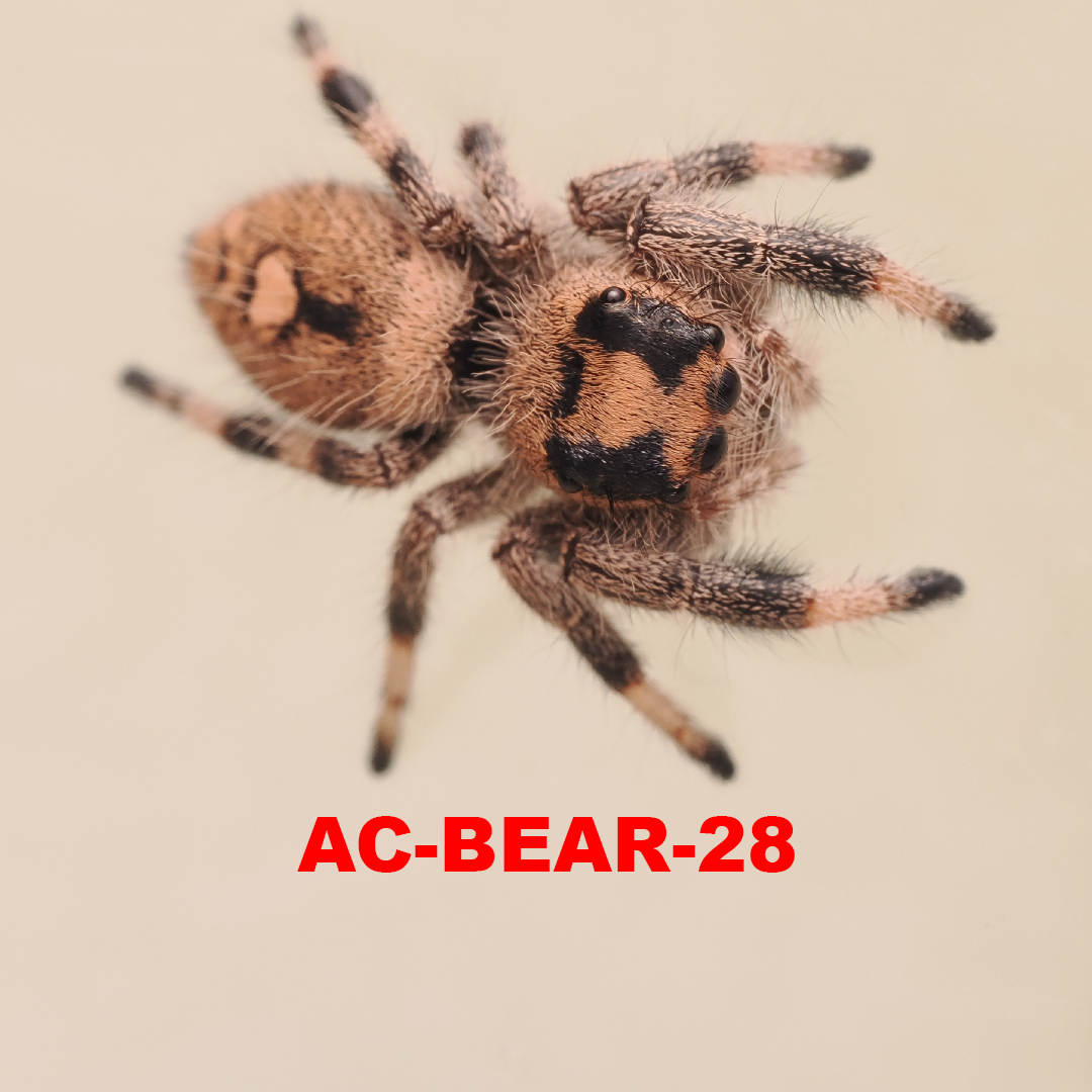 Royal (Phidippus regius) AC-BEAR-28