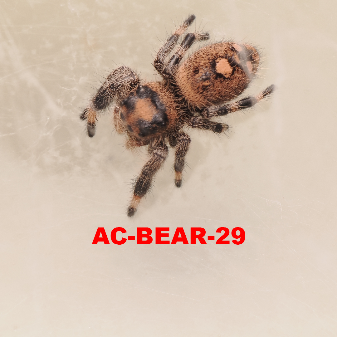 Royal (Phidippus regius) AC-BEAR-29
