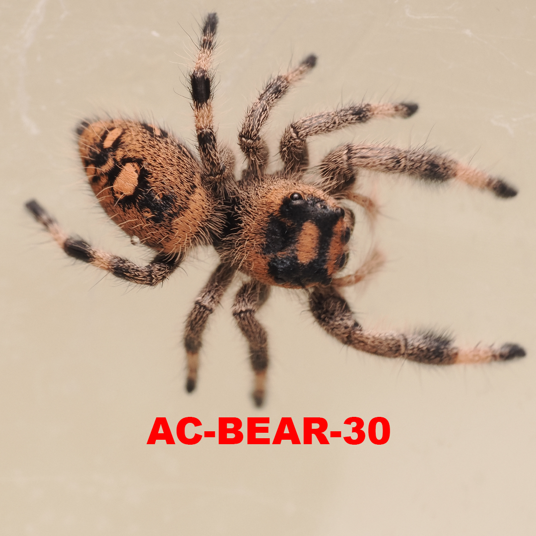 Royal (Phidippus regius) AC-BEAR-30
