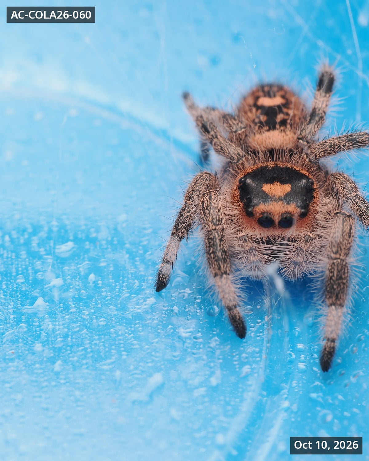 Royal (Phidippus regius) AC-COLA26-060 — photograph 20ebfb2e-67a3-40ae-ae64-cdf0e8853dd9