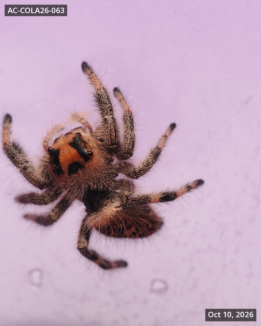 Royal (Phidippus regius) AC-COLA26-063 — photograph 4adbfd66-a233-4548-8cae-4760c8d1884c