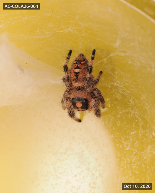 Royal (Phidippus regius) AC-COLA26-064 — photograph b6f09938-0081-44b7-bfb5-c862c7c88426