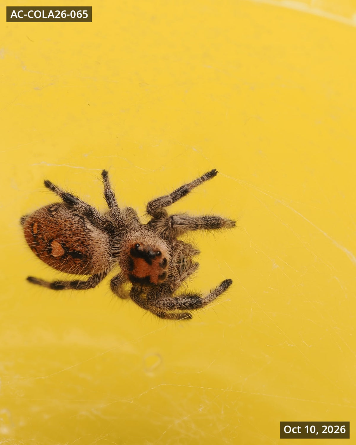 Royal (Phidippus regius) AC-COLA26-065 — photograph b3846504-7fcd-4c8b-bb2e-bfe23ec15579