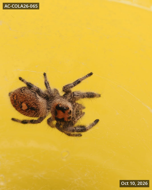 Royal (Phidippus regius) AC-COLA26-065 — photograph b3846504-7fcd-4c8b-bb2e-bfe23ec15579