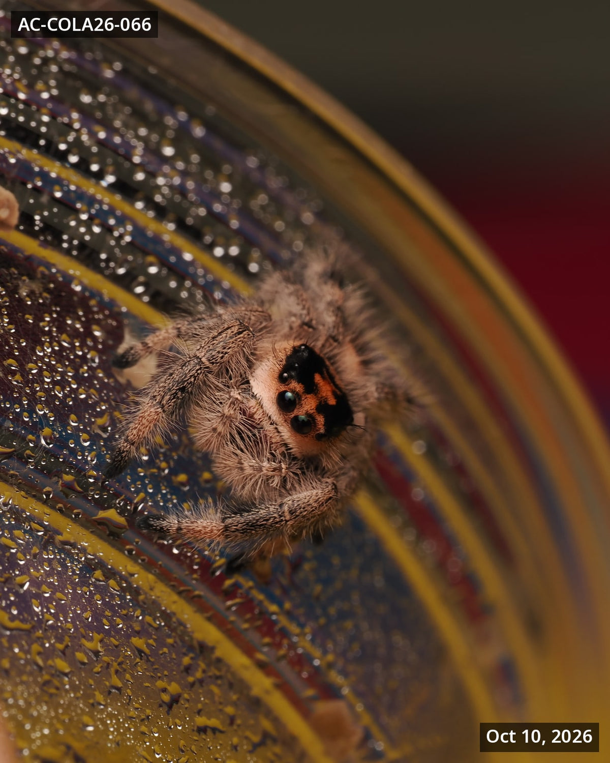 Royal (Phidippus regius) AC-COLA26-066 — photograph dc87f1f9-557d-4db7-9bcf-94c50c2d8bc2
