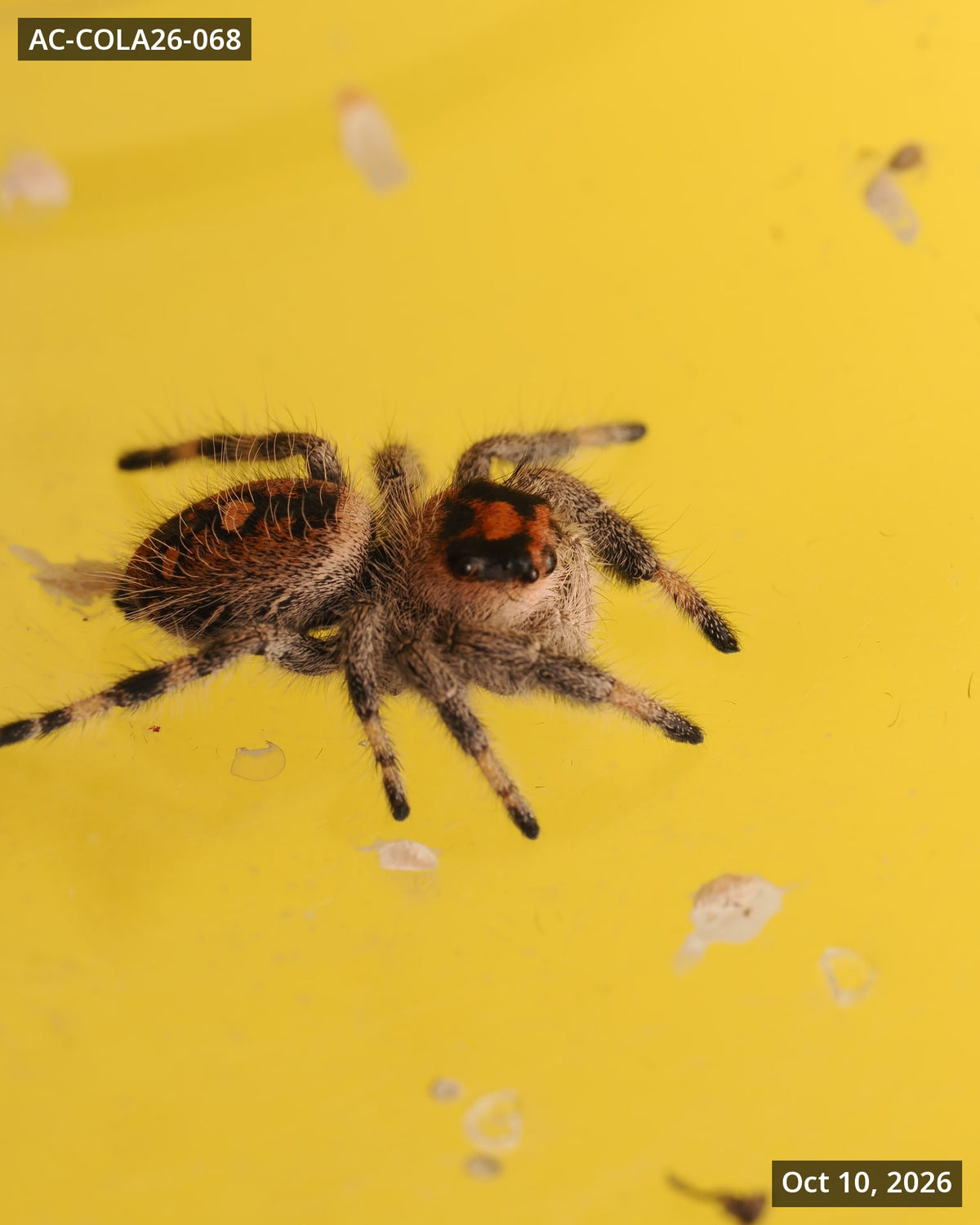 Royal (Phidippus regius) AC-COLA26-068 — photograph 5fe9b34e-7139-4c8c-a33c-00da59aa5240