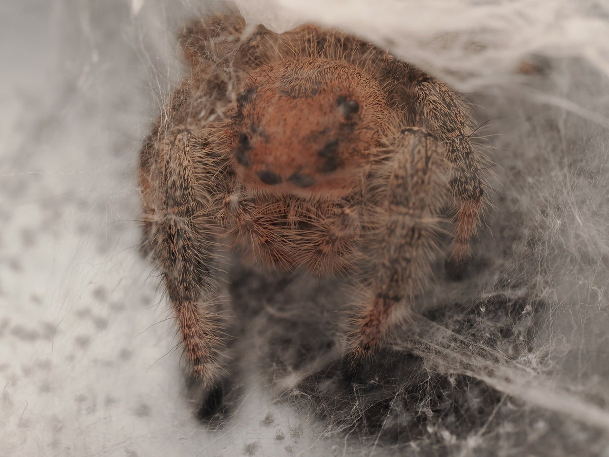 Royal (Phidippus regius) AC-G1-01001 — photograph 465b447a-d84d-497a-b7bb-d9e95fb225c2