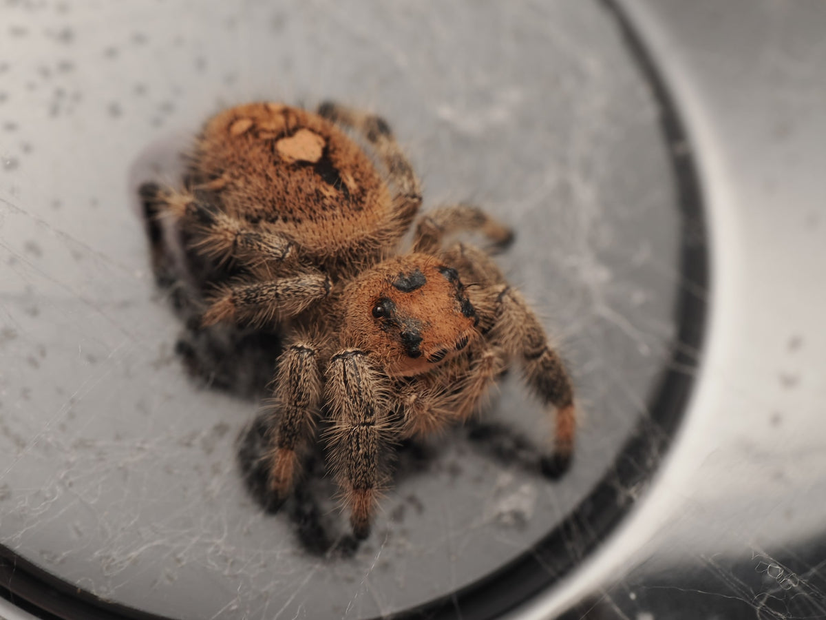 Royal (Phidippus regius) AC-G1-01002 — photograph 130f9e7d-ceff-4d17-83d5-1e07d3060e55