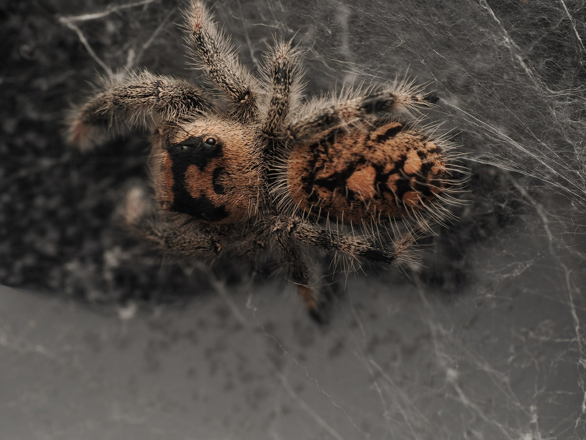 Royal (Phidippus regius) AC-G1-01003 — photograph 5416e668-41da-457e-ace2-cf6879f9cf98