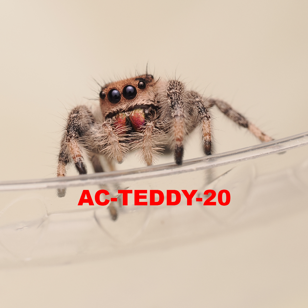 Royal (Phidippus regius) AC-TEDDY-20