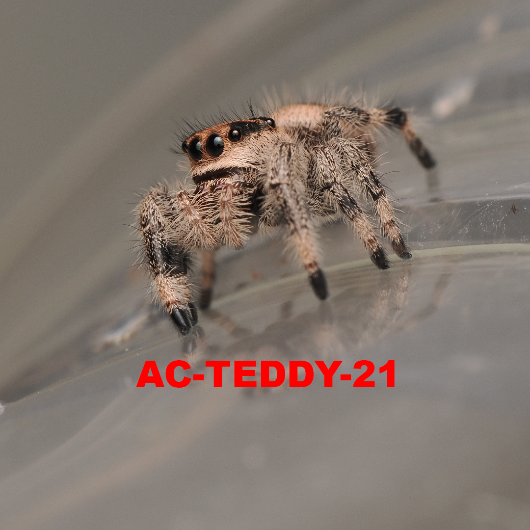 Royal (Phidippus regius) AC-TEDDY-21