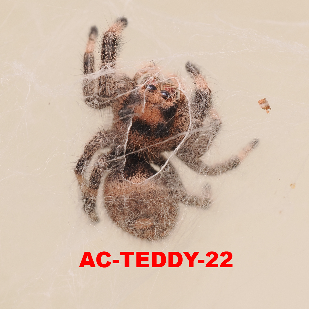 Royal (Phidippus regius) AC-TEDDY-22