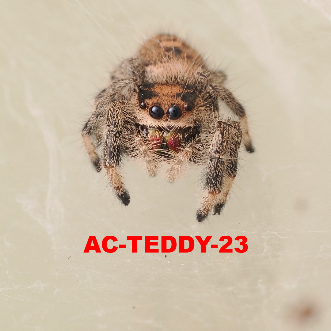 Royal (Phidippus regius) AC-TEDDY-23