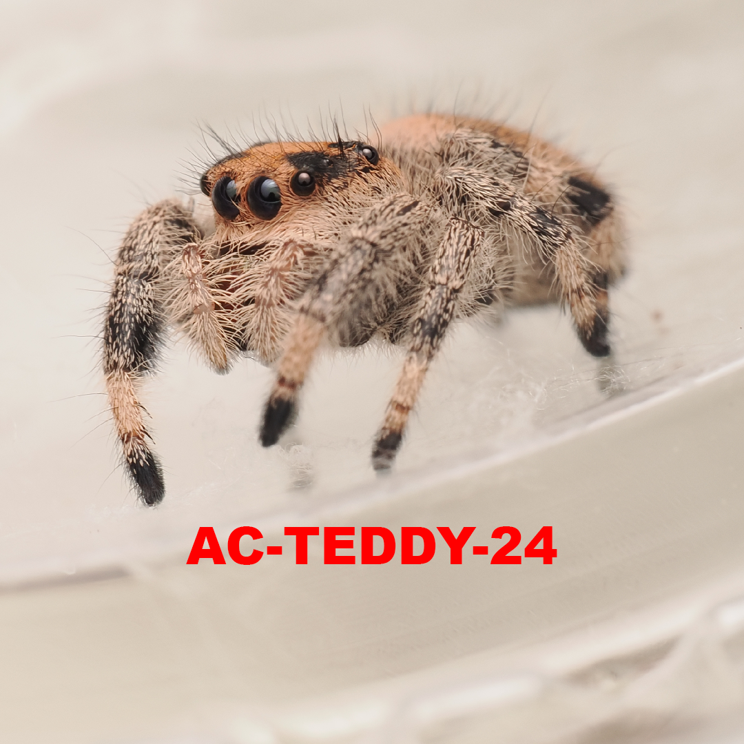 Royal (Phidippus regius) AC-TEDDY-24