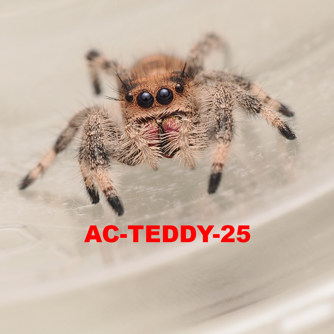 Royal (Phidippus regius) AC-TEDDY-25