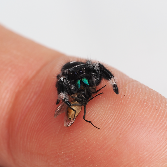 Royal (Phidippus regius) AC131