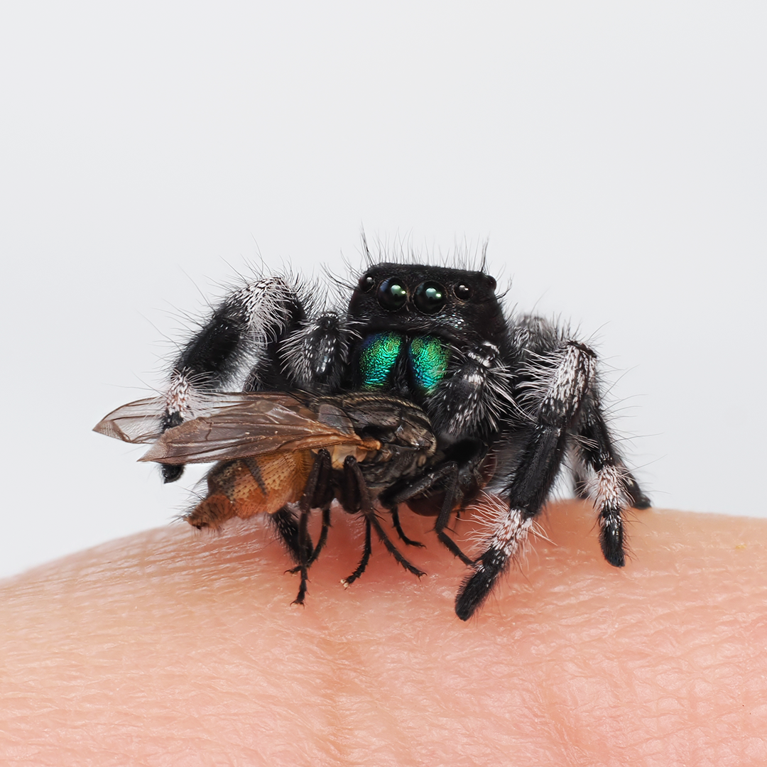 Royal (Phidippus regius) AC1314