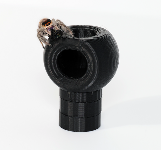 Jumping spider hide