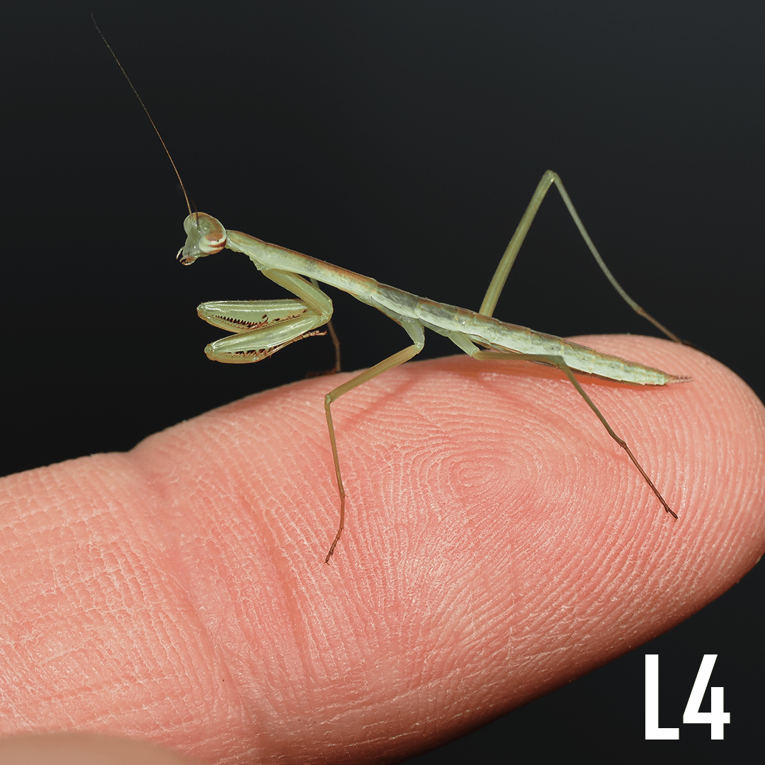 Chinese mantis (Tenodera sinensis) - Arthropods Canada