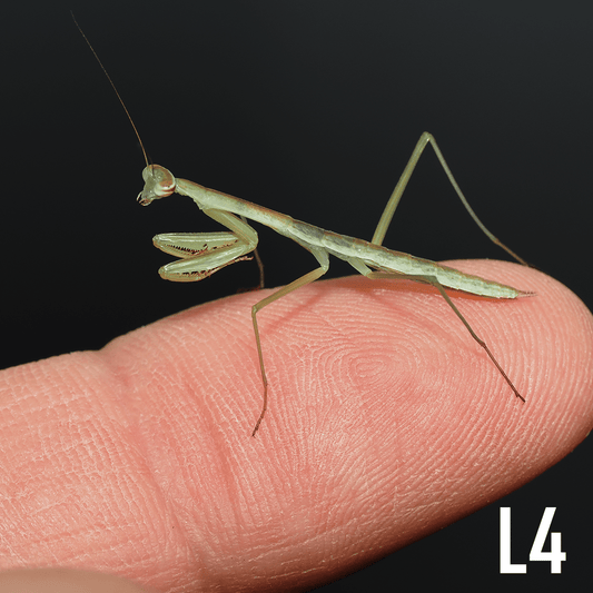 Chinese mantis (Tenodera sinensis) - Arthropods Canada