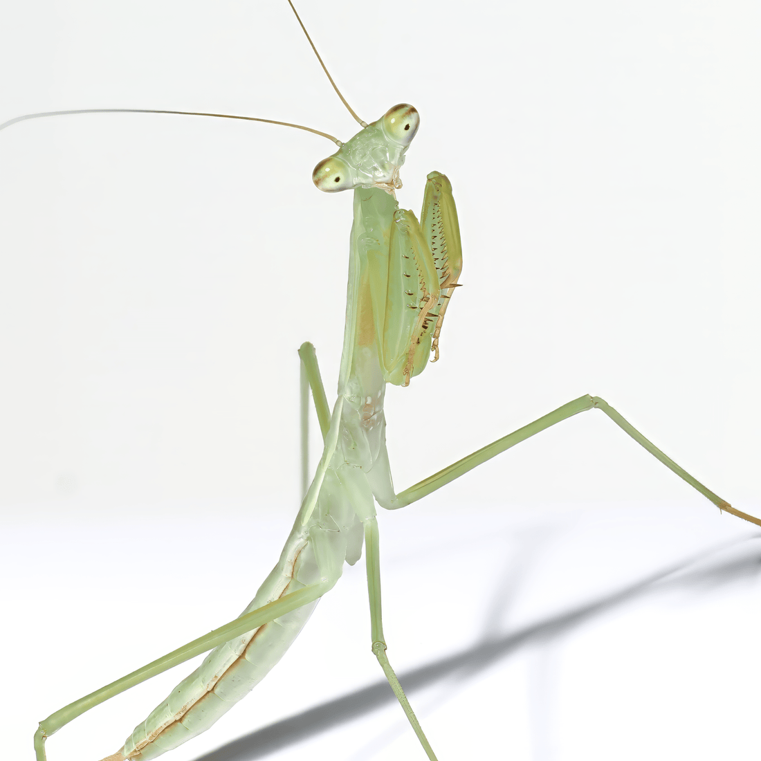 Chinese mantis (Tenodera sinensis) – Arthropods Canada