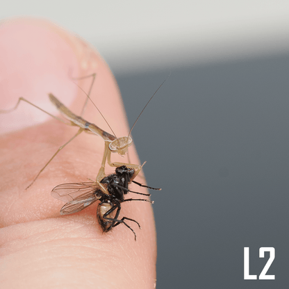 Chinese mantis (Tenodera sinensis) - Arthropods Canada