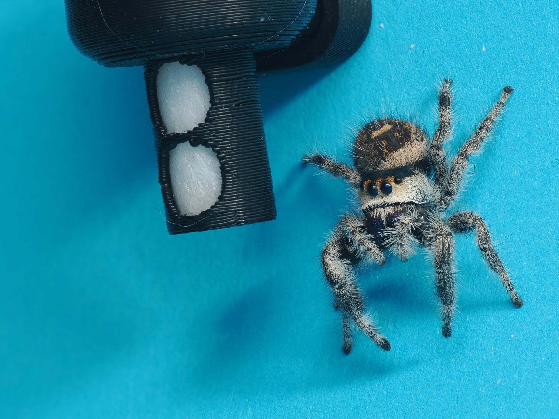 Hydration station - Arthropods Canada