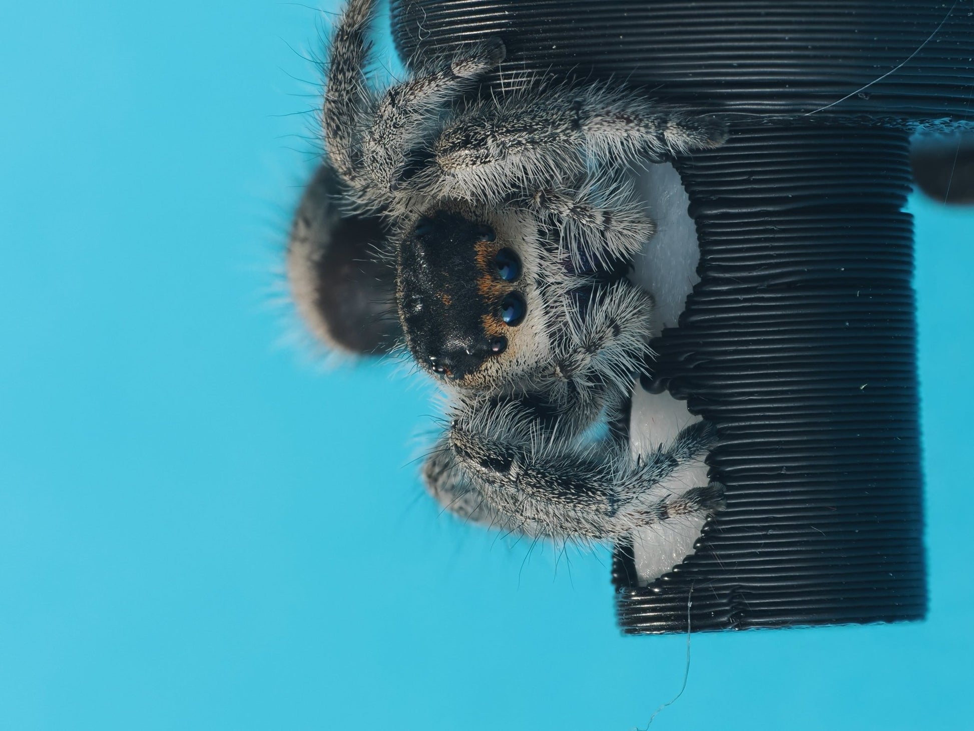 Hydration station - Arthropods Canada