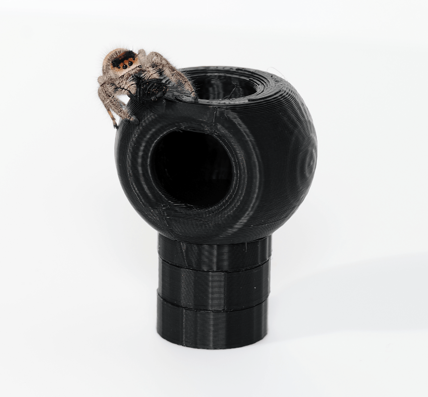 Jumping spider hide - Arthropods Canada