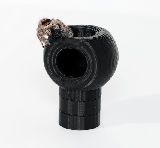 Jumping spider hide - Arthropods Canada