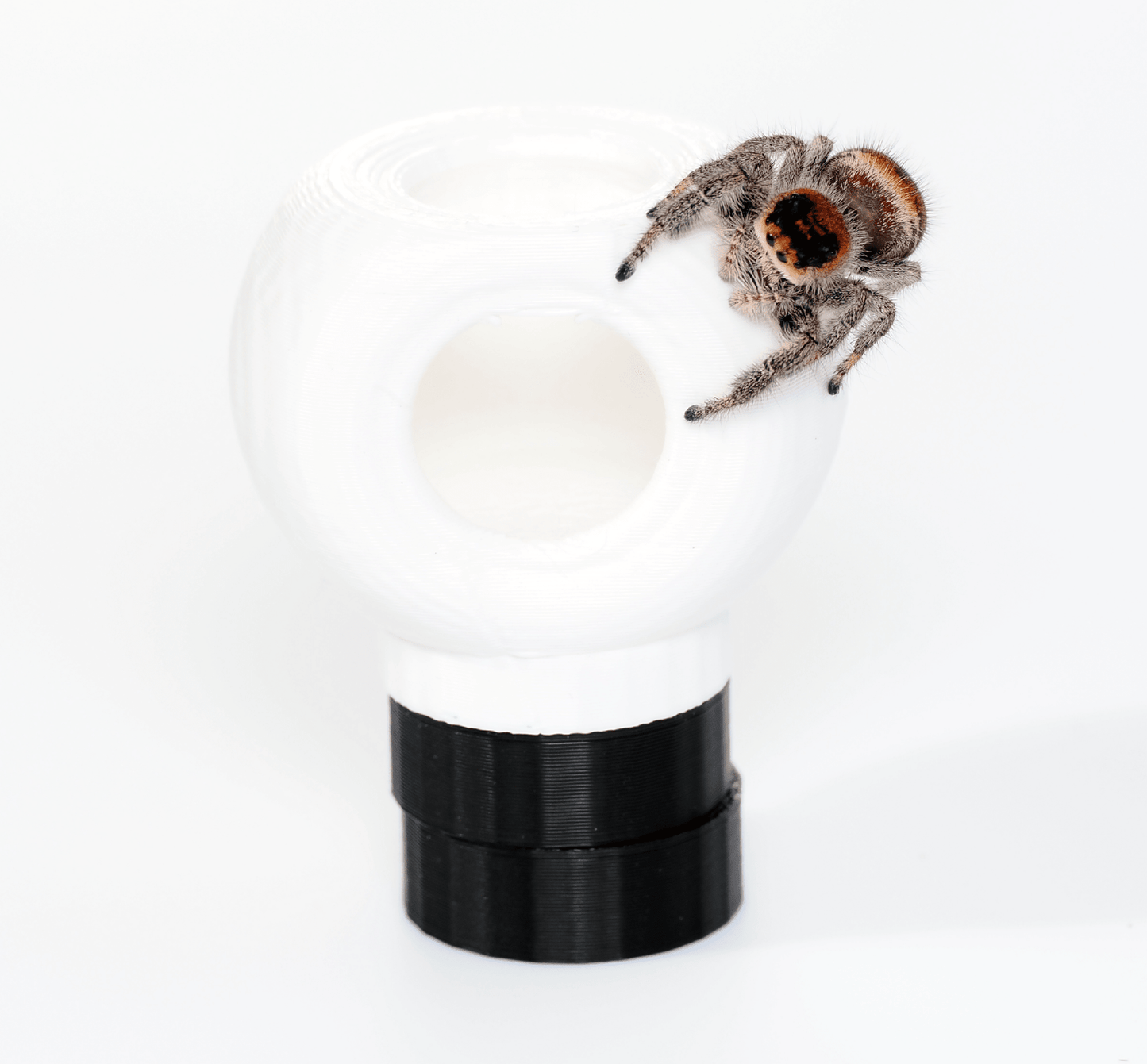 Jumping spider hide - Arthropods Canada