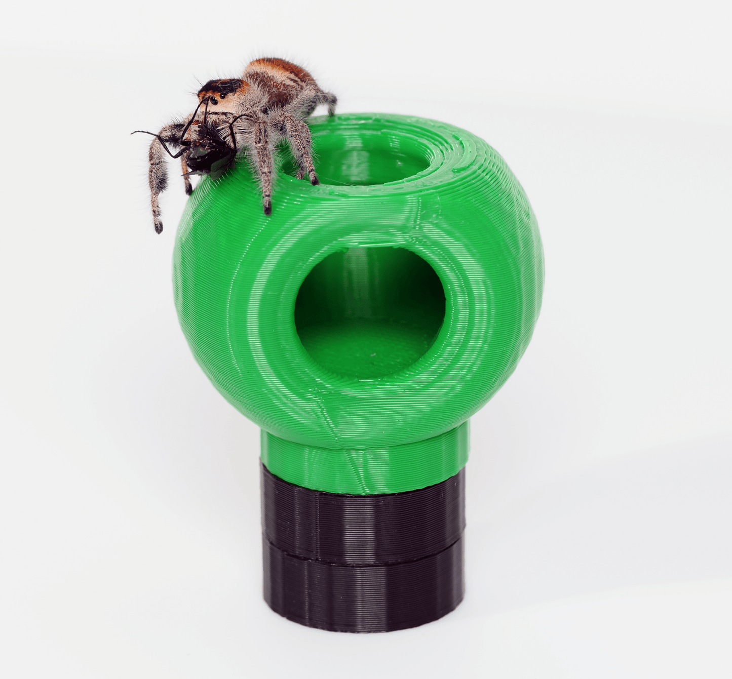 Jumping spider hide - Arthropods Canada