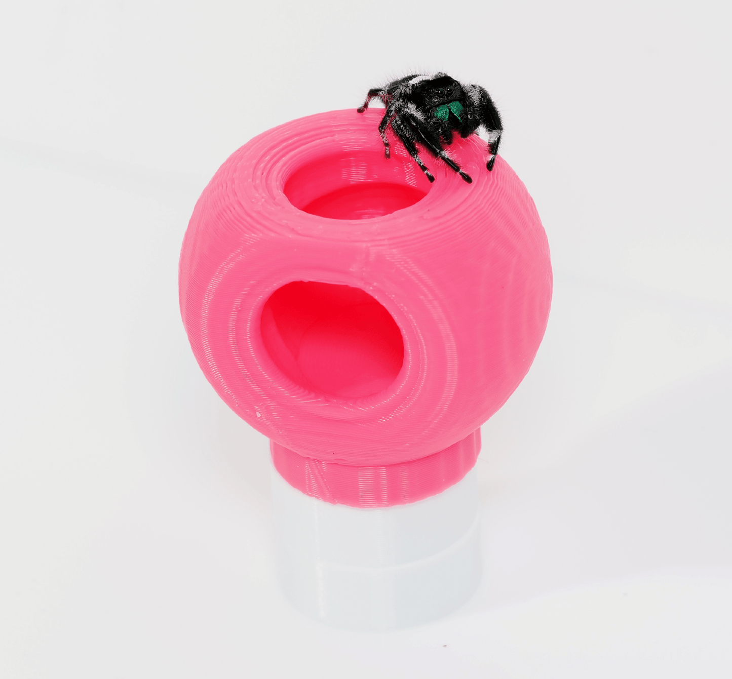 Jumping spider hide - Arthropods Canada