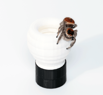 Jumping spider hide - Arthropods Canada