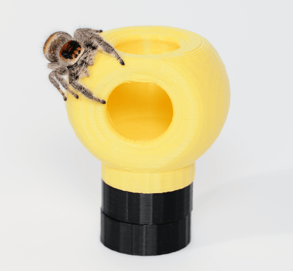 Jumping spider hide - Arthropods Canada