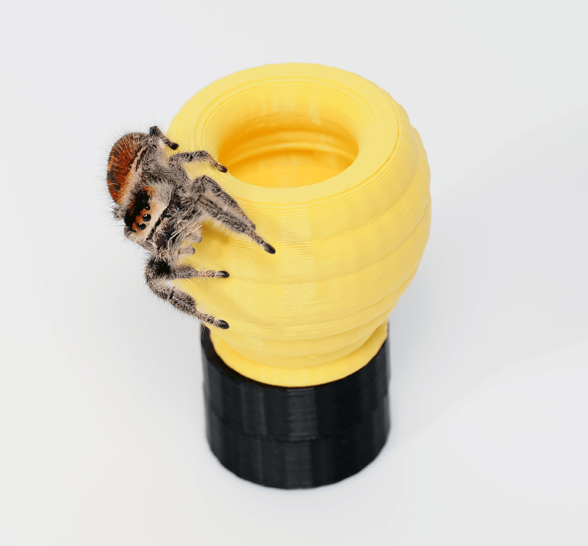 Jumping spider hide - Arthropods Canada